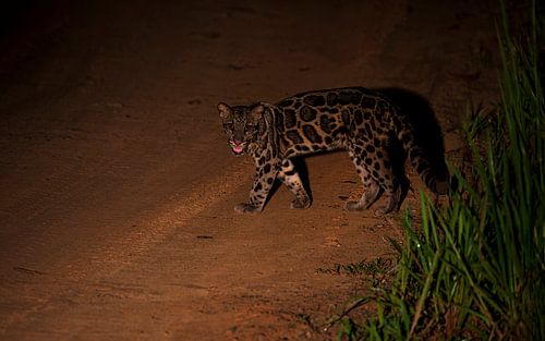 An encounter with the Bornean clouded leopard