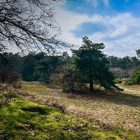 Panorama Boshuizerbergen: Winterliche Ruhe bei Venray von Kristof Leffelaer