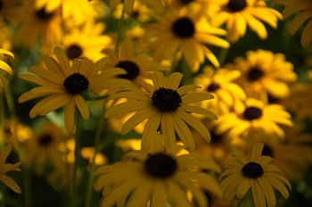 zonnebloem kleurenpracht