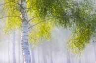 Birch green in the light by Daniela Beyer thumbnail
