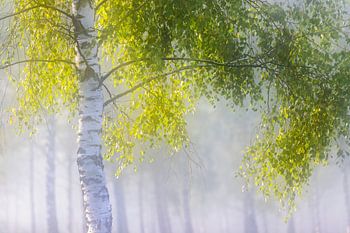 Birkengrün im Licht
