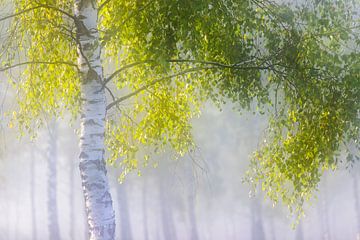 Berkengroen in het licht