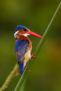 A Vibrant Malachite Kingfisher Perched on a Green Reed