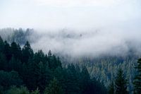 L'éveil de la forêt noire