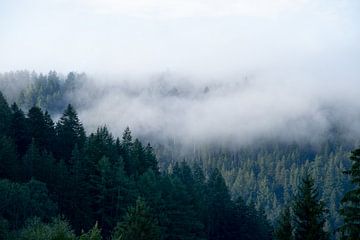 Awakening Black Forest by Elize Fotografie