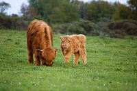Veau écossais Highlander