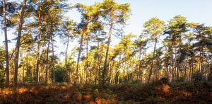 Waldlandschaft von Lex Schulte