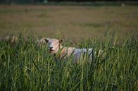 Verscholen schaap by Gerben van den Hazel thumbnail