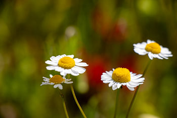 Daisies