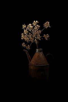 Hogweed