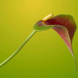 L'Anthurium Sierra, seul sous le soleil sur Gea van der Veen-Smedeman