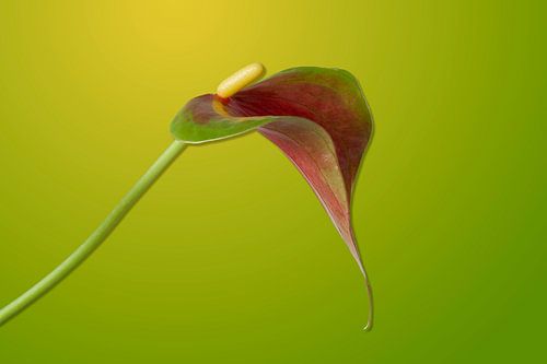 Anthurium Sierra takes centre stage