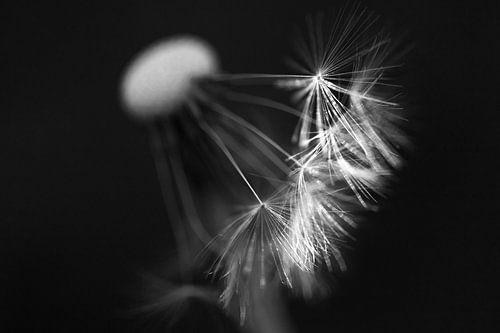 Een paardebloem kan bijna als kunst door het leven