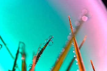 Green and pink atmosphere