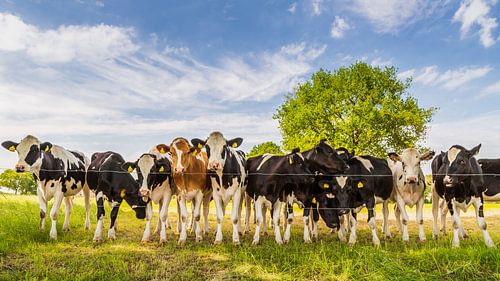 vaches en rang dans le we