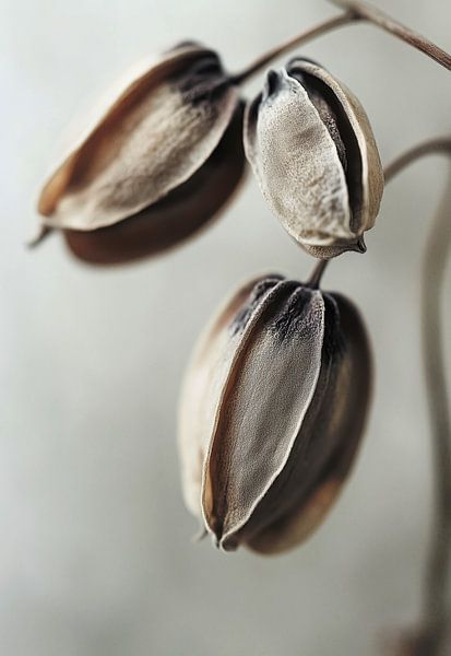 Dry Flower Detail No 18 by Treechild