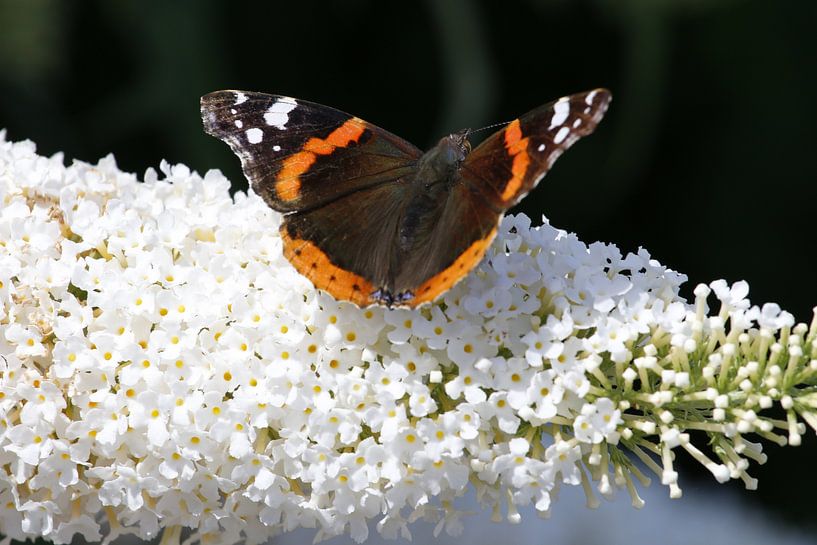 Atalanta butterfly on white butterfly bush by Cora Unk