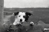 The Gate Keeper