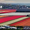 Tulip fields at Egmond by Frans Lemmens