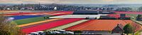 Tulip fields at Egmond by Frans Lemmens thumbnail