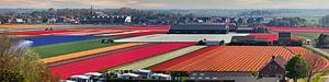 Tulpenvelden bij Egmond van Frans Lemmens