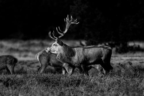 Indrukwekkend Zwartwit