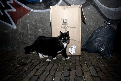 Pubcat Sherriff