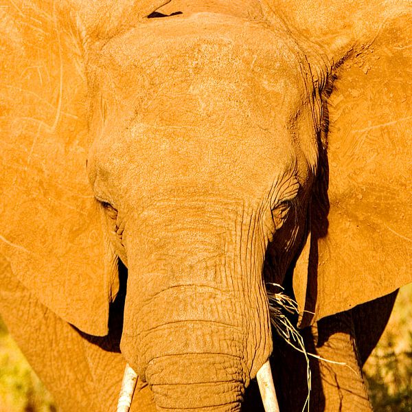 Afrikaanse olifant van Peter Michel
