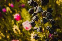 Bloemenveld in de Keukenhof