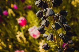 Bloemenveld in de Keukenhof by Stedom Fotografie