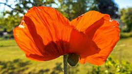 Leuchtkraft des Sommers – Mohnblüte im Gegenlicht von Fototante