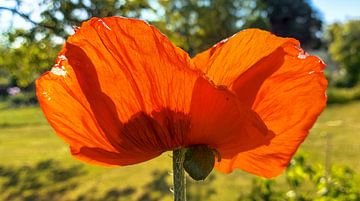 De helderheid van de zomer - klaproosbloesem tegen het licht van Fototante