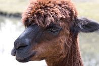 portrait of a brown alpaca by W J Kok thumbnail