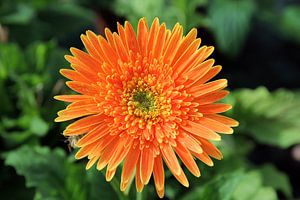 Die orangefarbene Blume von Cornelis (Cees) Cornelissen