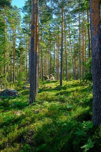 Swedish landscape 013