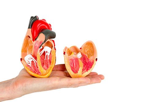 Open model of human heart organ on hand isolated on white background by Ben Schonewille