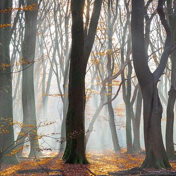 The Speulder and Sprielder forest in the morning mist by Thea Teijgeler