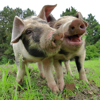Glückliche Ferkel – Schweinchen auf der Weide