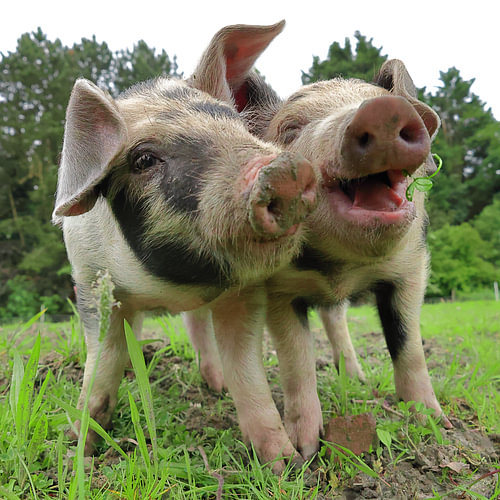 Glückliche Ferkel – Schweinchen auf der Weide