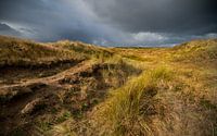 Duinen