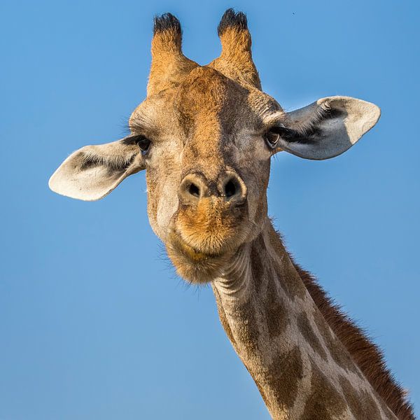 Giraf in beeld von Peter Grobbee