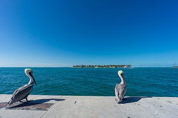 USA, Floride, Petite île, Clé du coucher de soleil derrière deux pélicans bruns sur adventure-photos