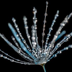 Dandelion by Gerry van Roosmalen