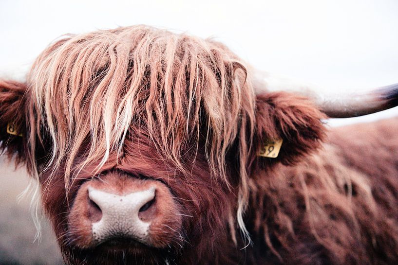 Représentation brute d'un taureau de vache écossais Highlander coriace par KB Design & Photography (Karen Brouwer)
