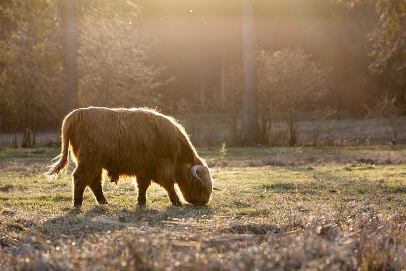 Highland cattle against the light by Jan Schuler
