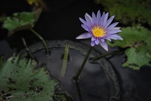 Tirta Gangga, Karangasem, Bali, Indonesien - 24. Dezember 2019 : Eine wunderschöne lila Lilie im Tir