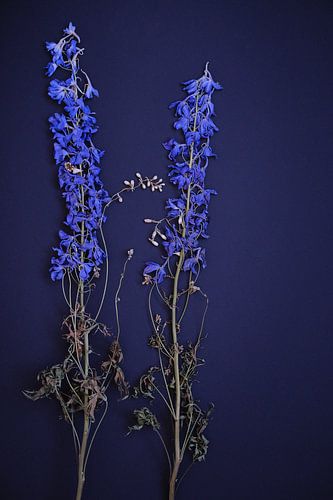 Composition of dried Delphinium