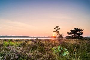 Gortelse heide