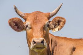 Young bull by Marijke Arends-Meiring