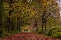 Spaziergang durch die Herbstfarben.